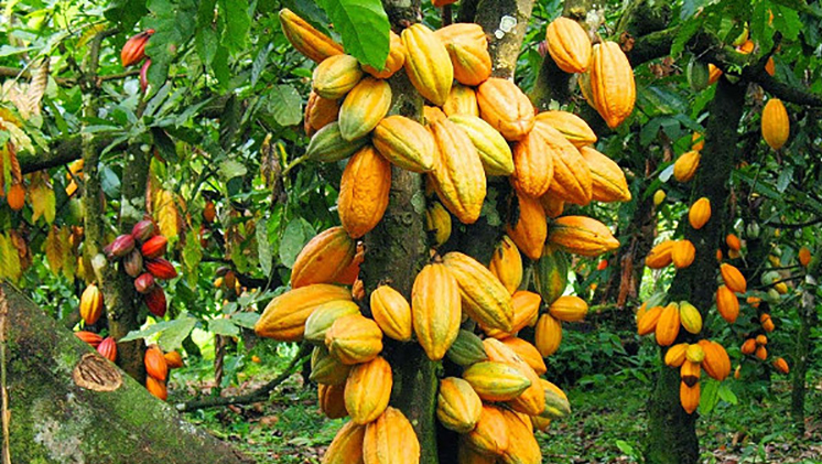 Sefwi Cocoa Growth Estate